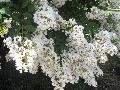 Acoma Crape Myrtle / Lagerstroemia 